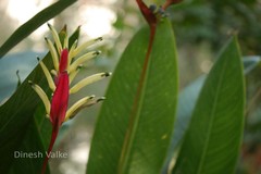 Heliconia psittacorum